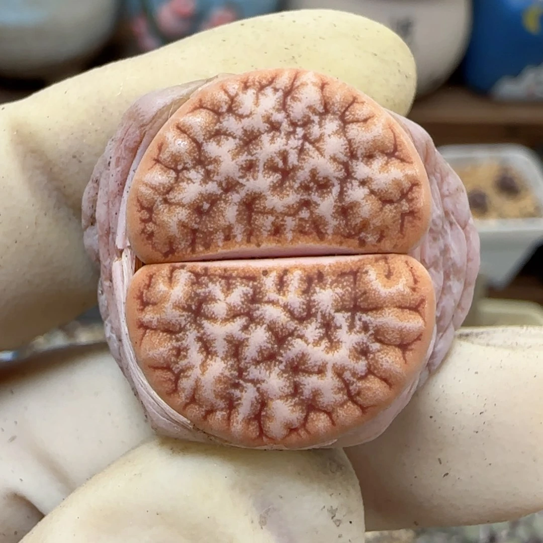 494福利福利福利