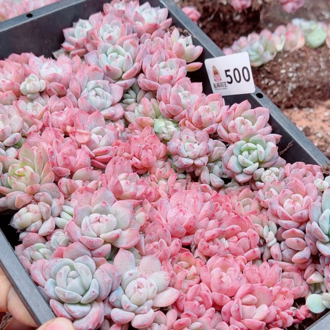 大***妮多肉植物多肉植物