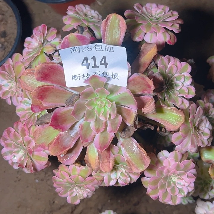 414红铜白多肉植物