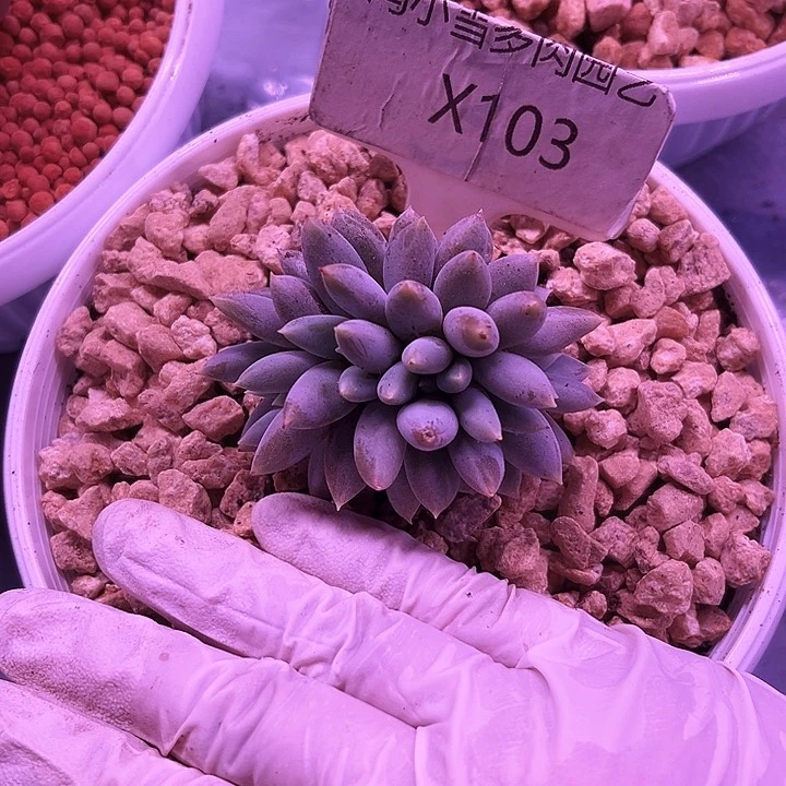 小*子我是一只小小鸟啊哈哈我要笑晕