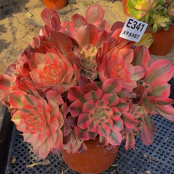 香妃多肉植物341