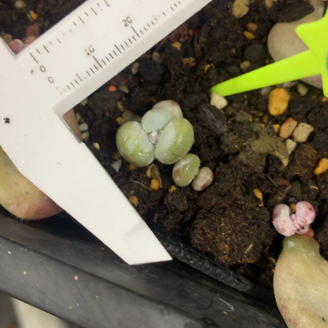 黄油油煎奶酪 精品韩国奶酪多肉