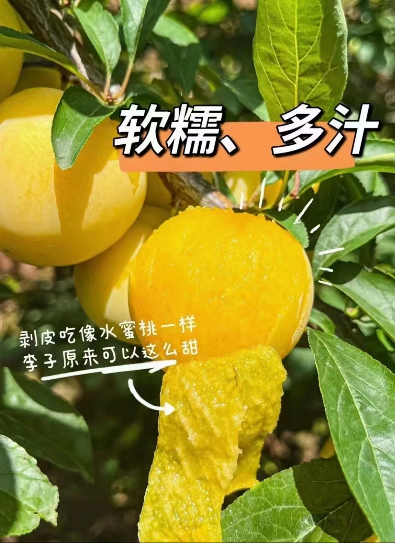 四川李子冰糖李桃花李新鲜采摘清甜爆汁