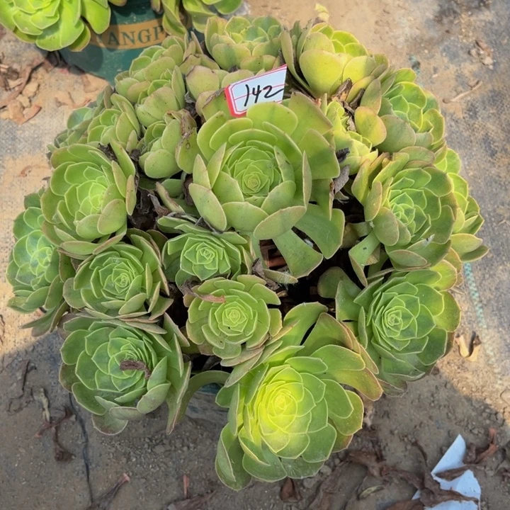 142雨荷多肉植物法师