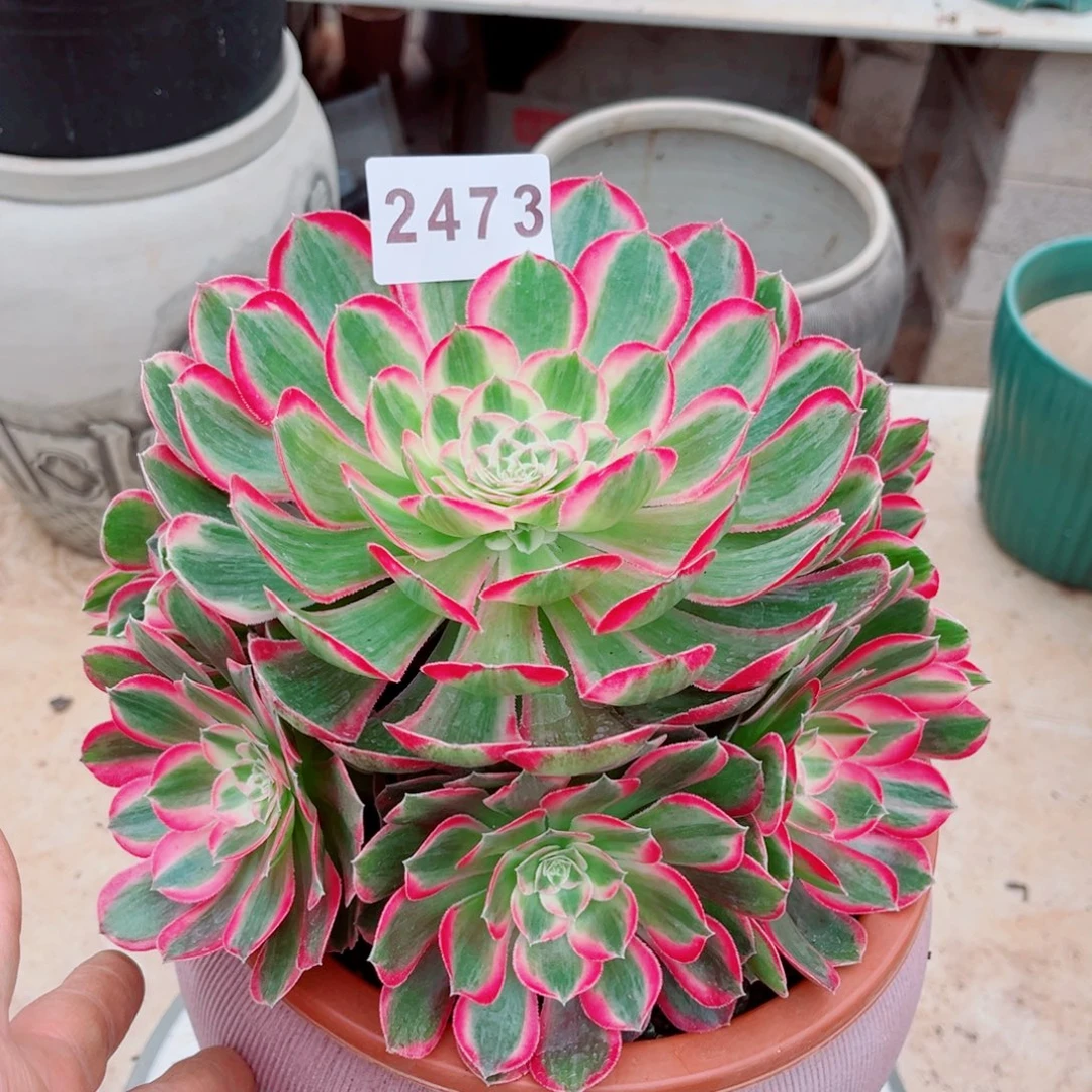 新品孔雀翎多肉发货