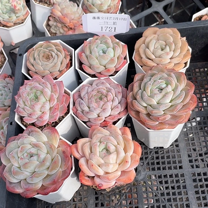 薇薇安园艺多肉1721