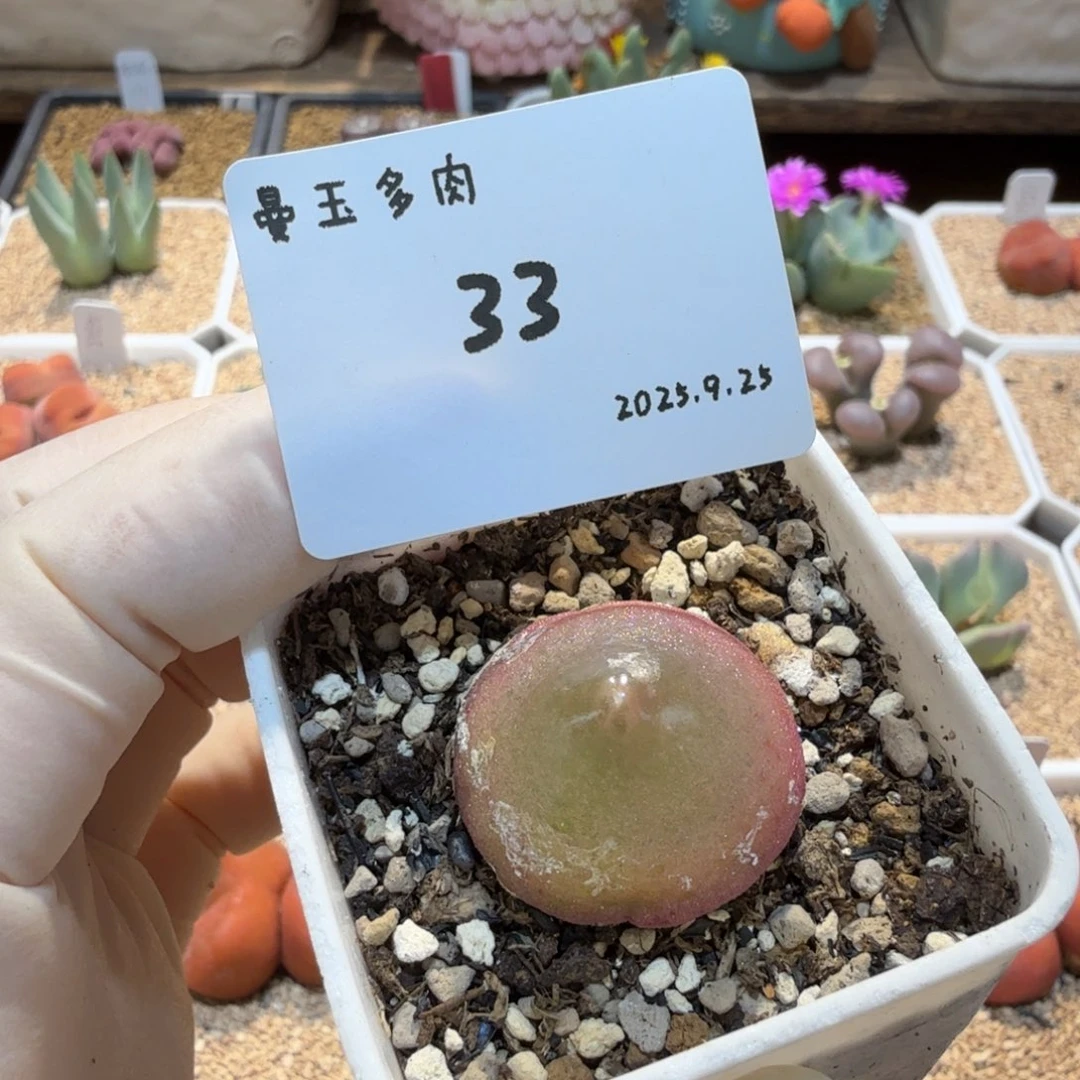 多肉多肉多肉9.25-033