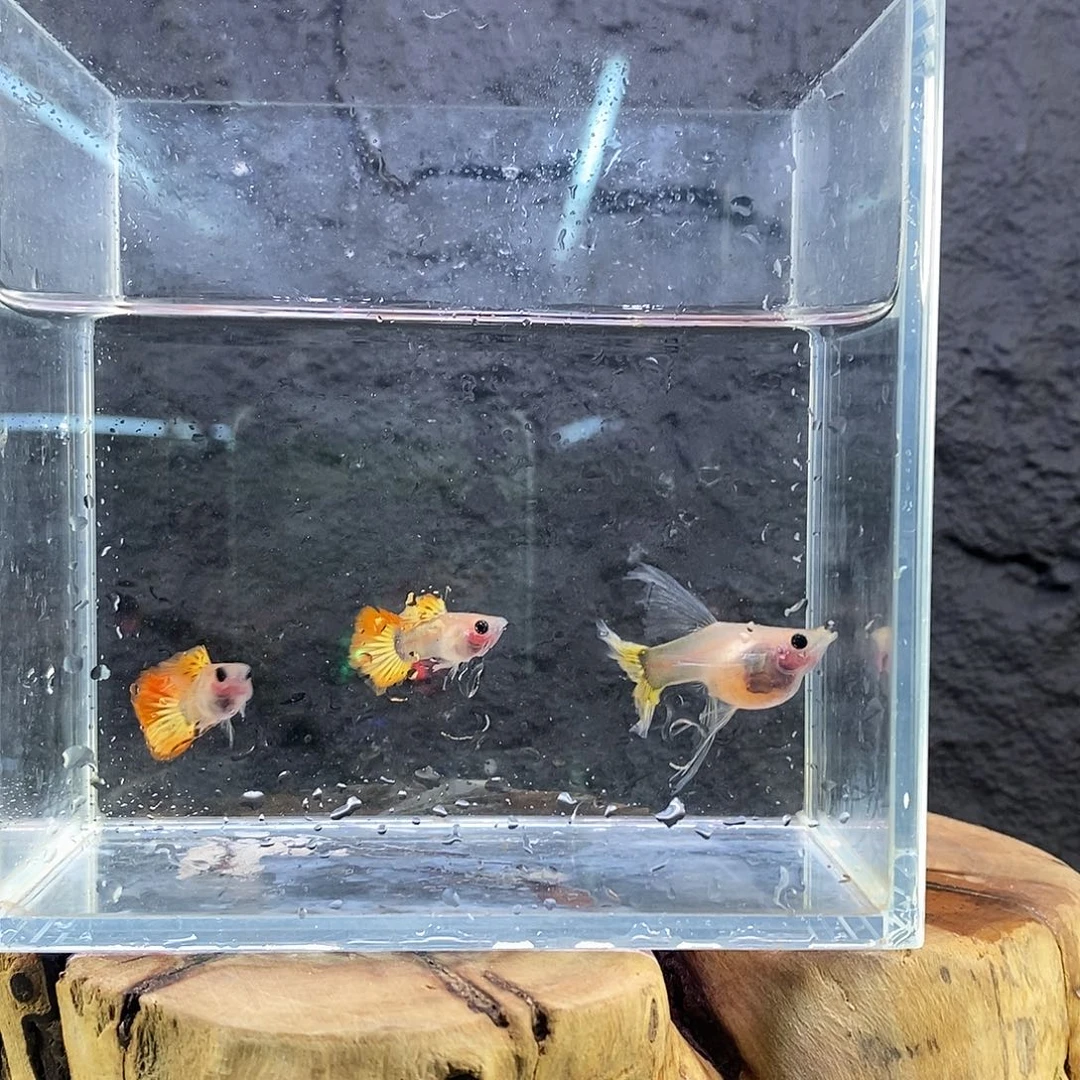 孔雀鱼黄化小蜜蜂球c777777