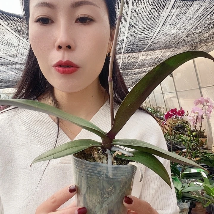 无花朵粉月亮蝴蝶兰