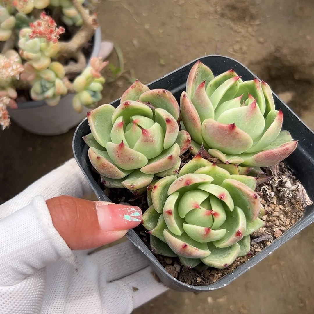 多肉植物多肉植物