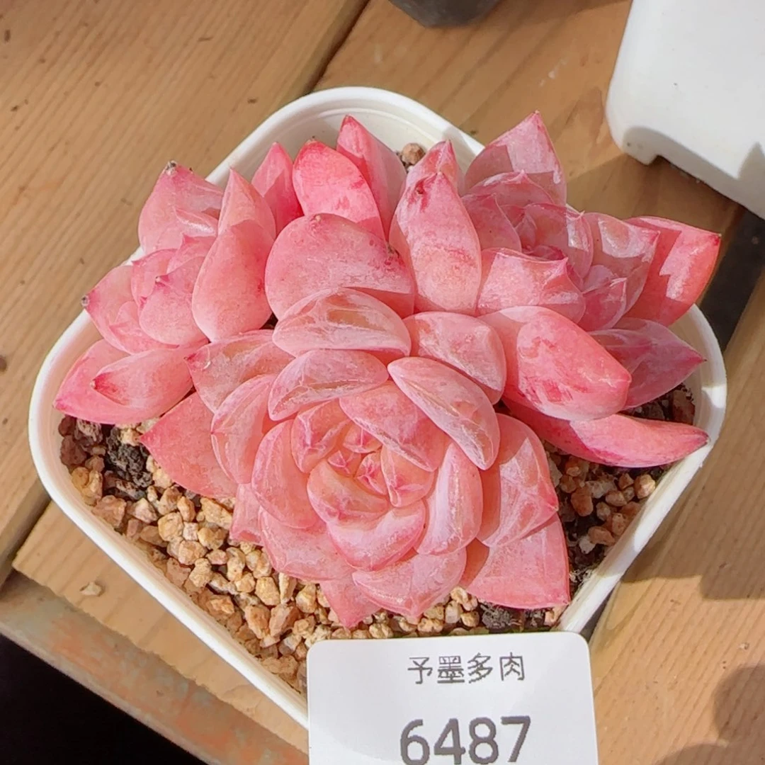 雪魄群，6487多肉植物