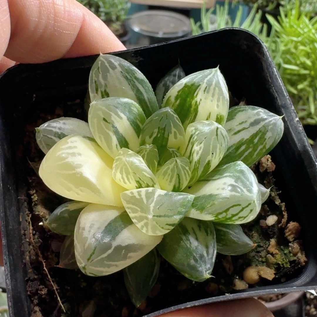 738苏州玉露锦脱土发货