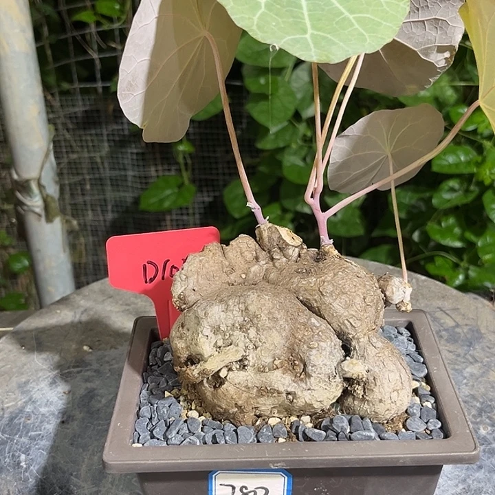 汤圆植物一叶龟D15