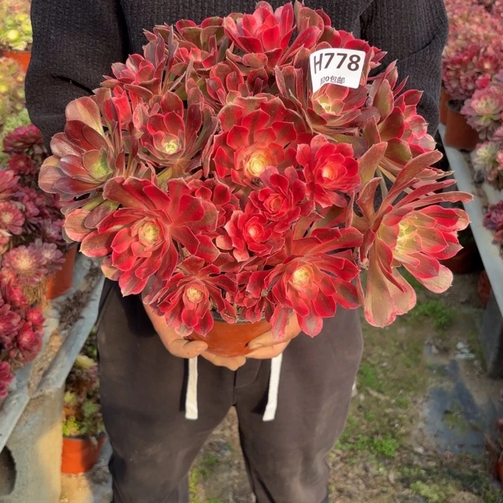 瑞妈，，。。。。。778。皇后