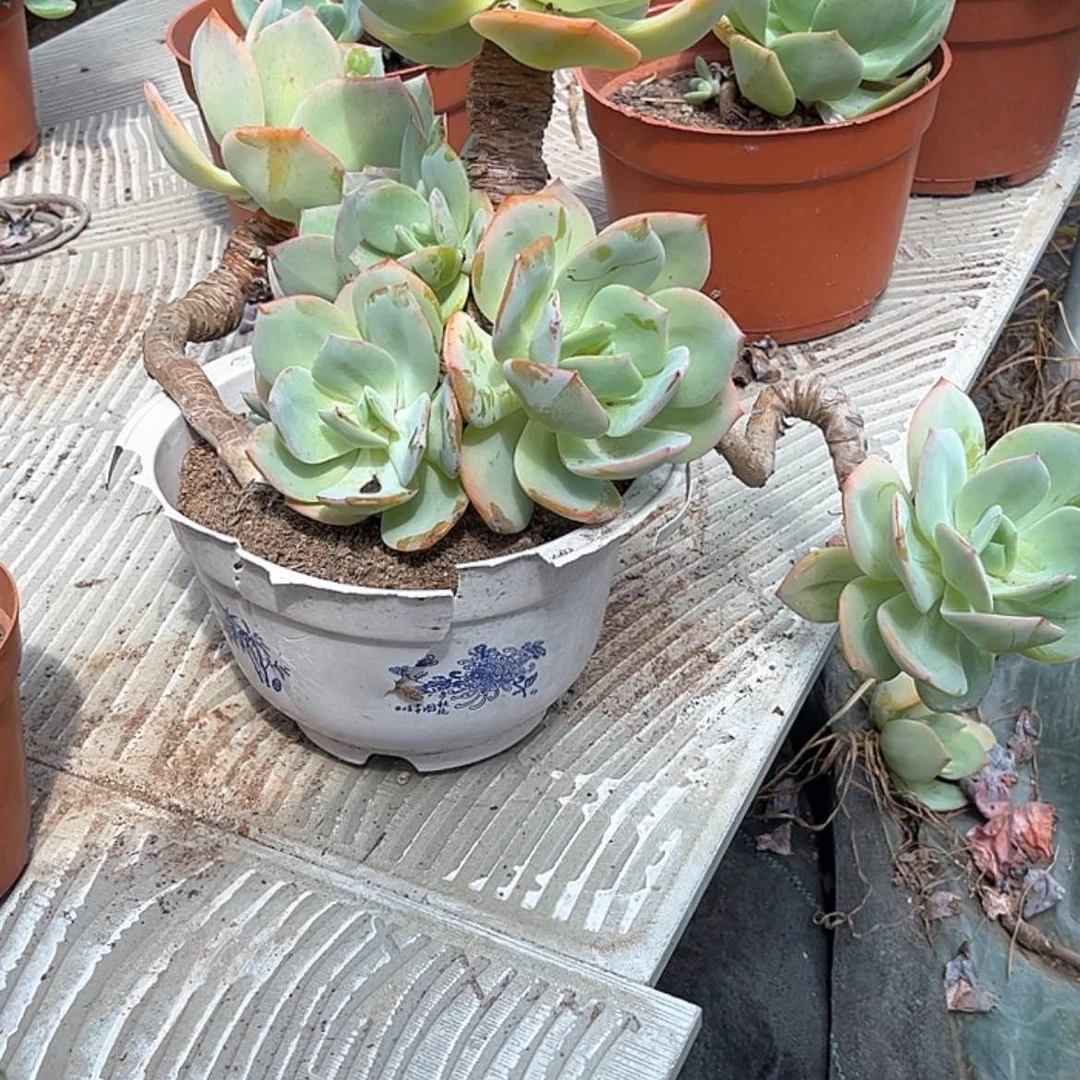 【闪购商品】无花朵伊*伊