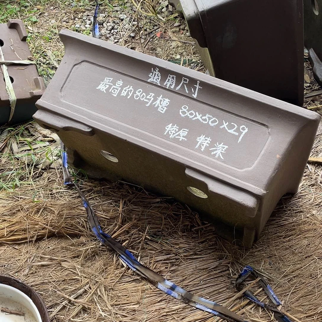 吉***鱼特价处理紫砂一只