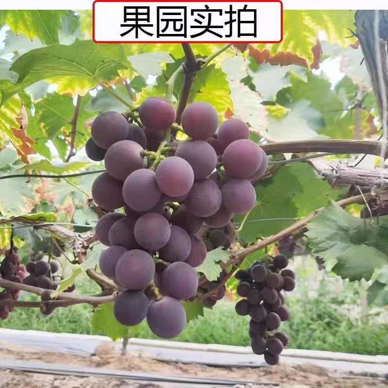 本地金亚葡萄湖南省