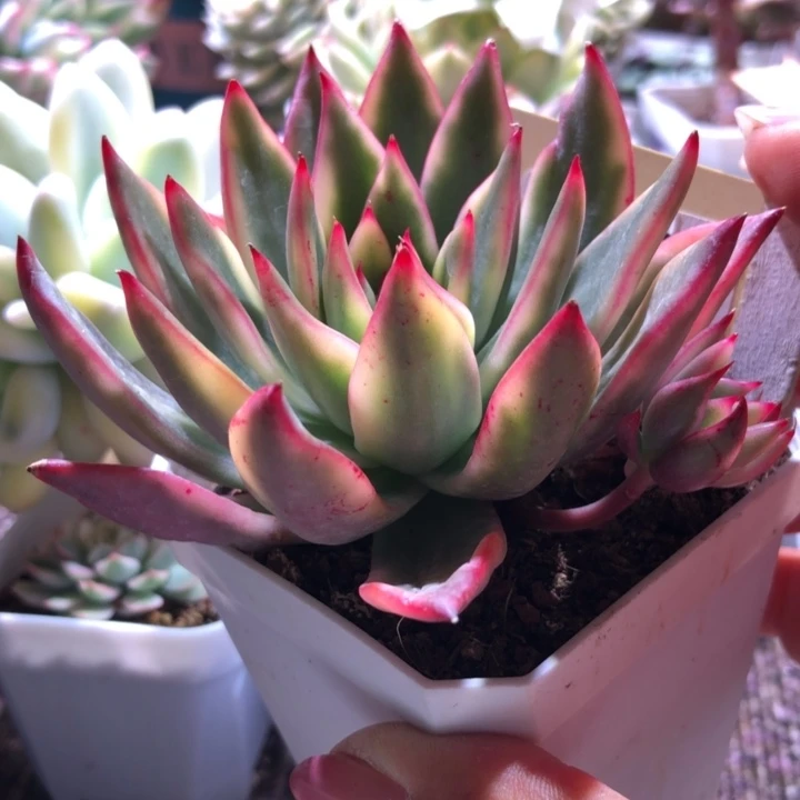 庆山玛利亚覆轮锦有根