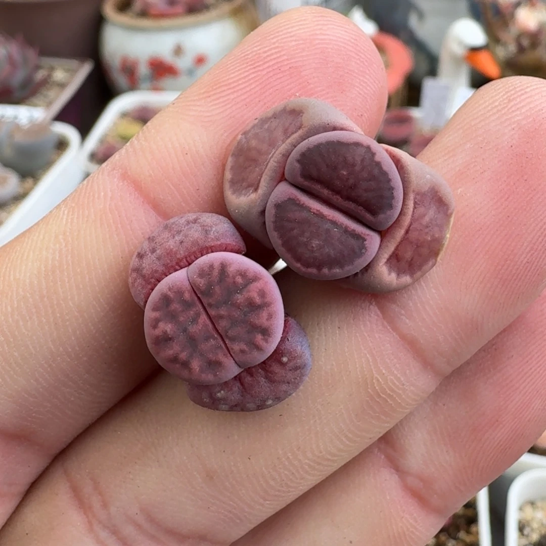 K626园艺新品紫花纹和全窗紫菊回交