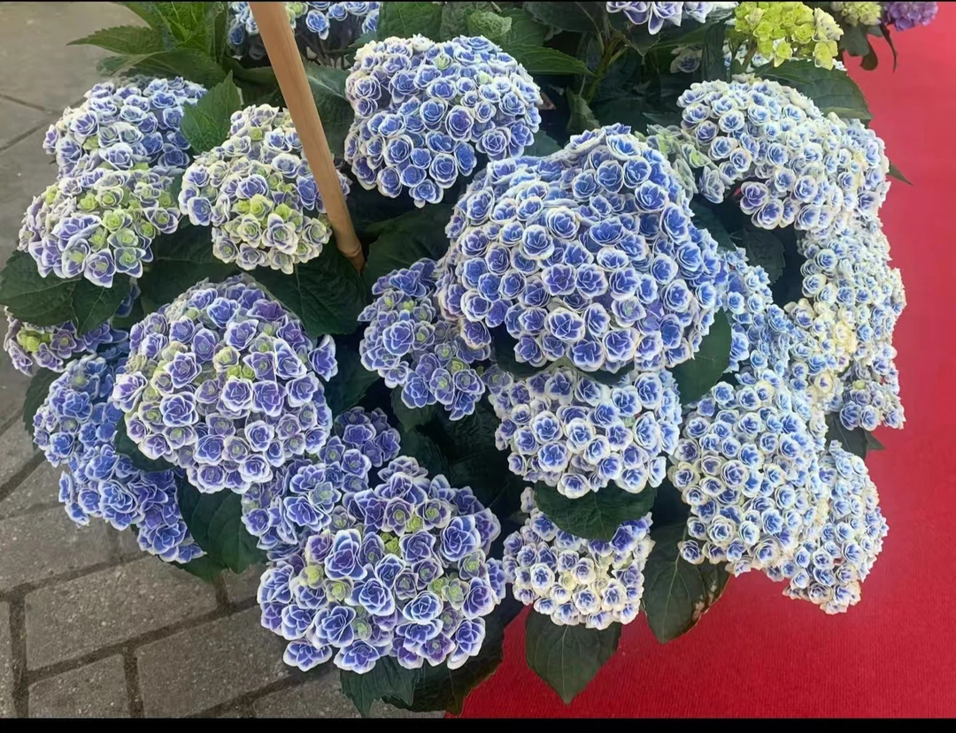 【2加仑】【五加仑】2-5加仑 多品种地栽绣球