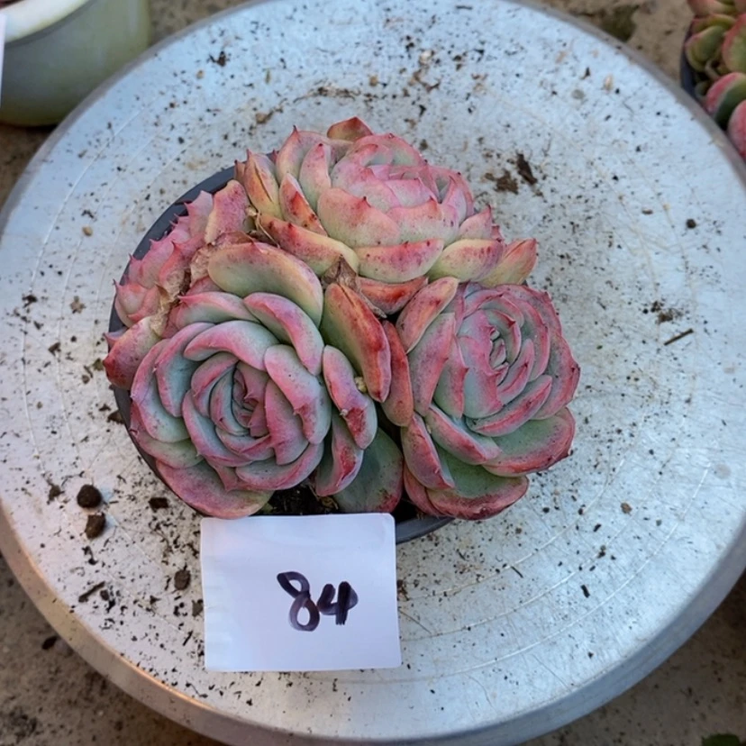 【闪购商品】?多肉植物的