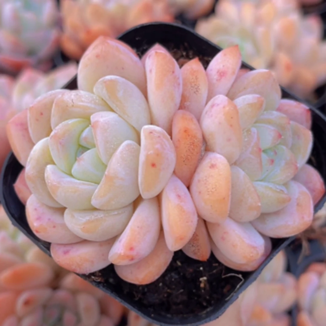 【满9.9包邮】幻梦双头6.5cm盆多肉植物以直播间展示为主