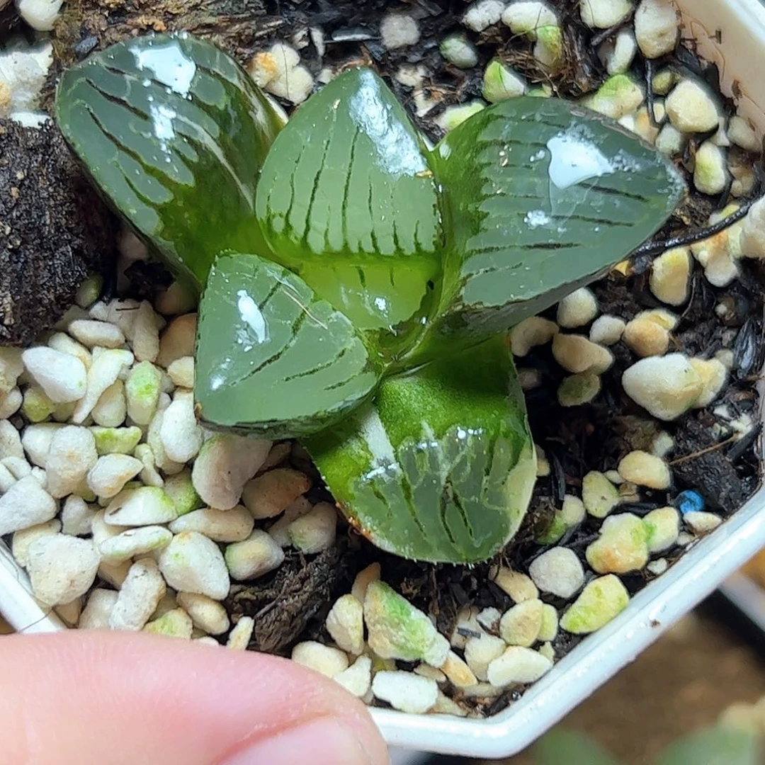 日月潭锦十二卷多肉植物