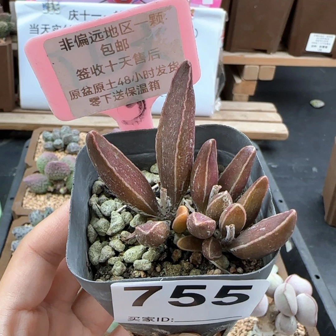755黑肌楞叶多肉