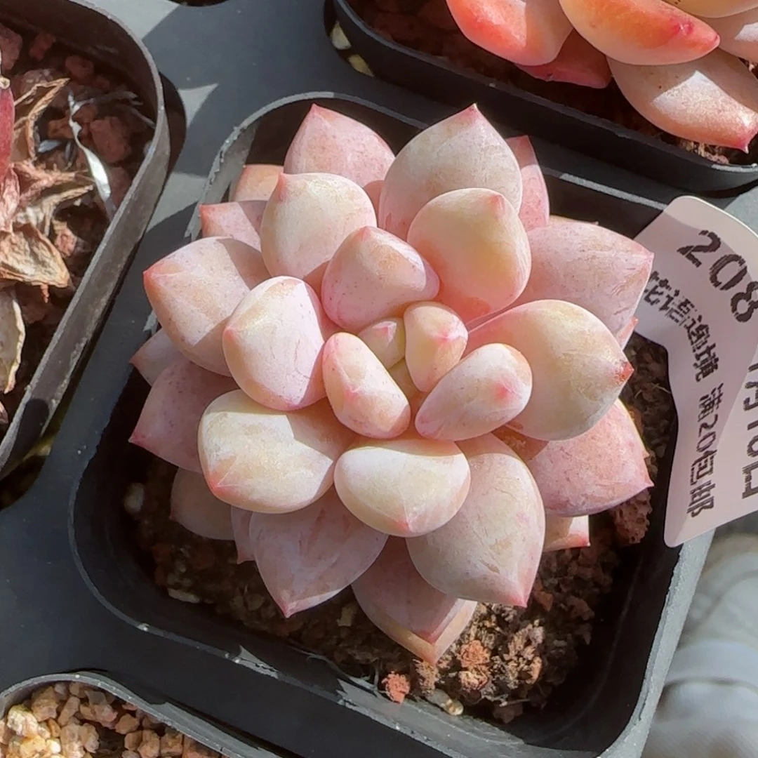 花语逸镜0118-208婴儿梦