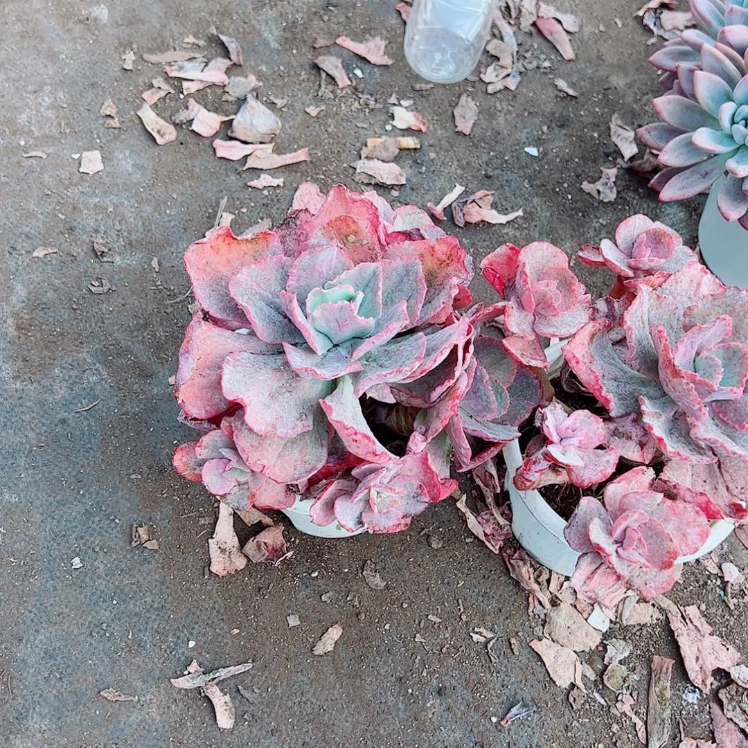 舞会红裙多头群生老桩