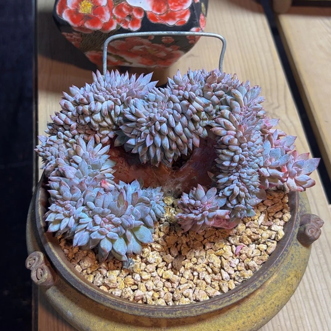 新年快乐 新年快乐