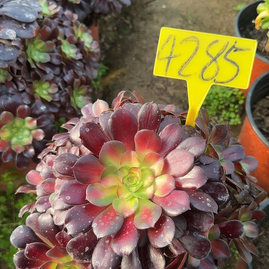 4285+-+夕阳多肉植物