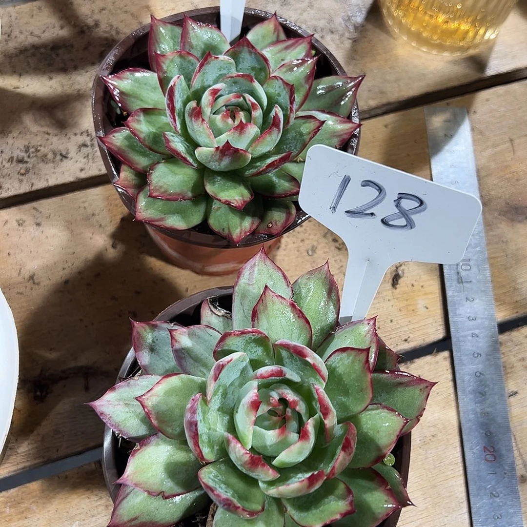 秋***洞惊鸿仙子一物一拍128129号