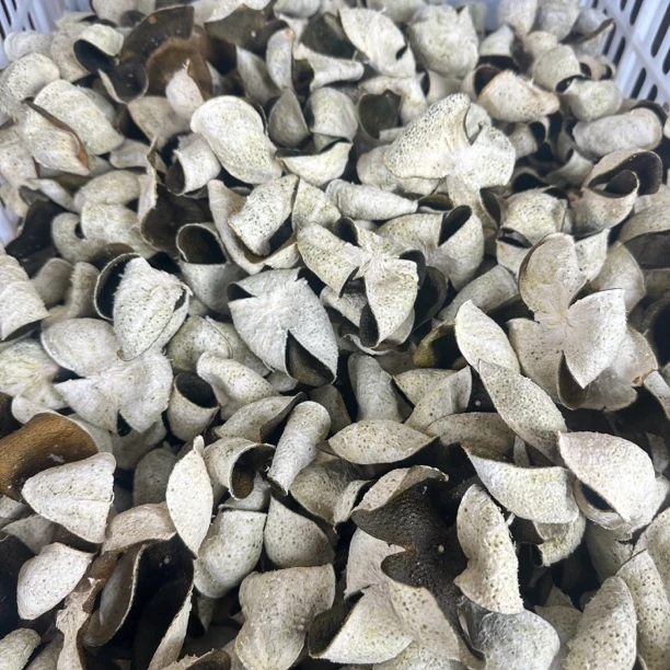 【梁总推荐/C1048】新会陈皮 2024年新马单岛20年老树青皮