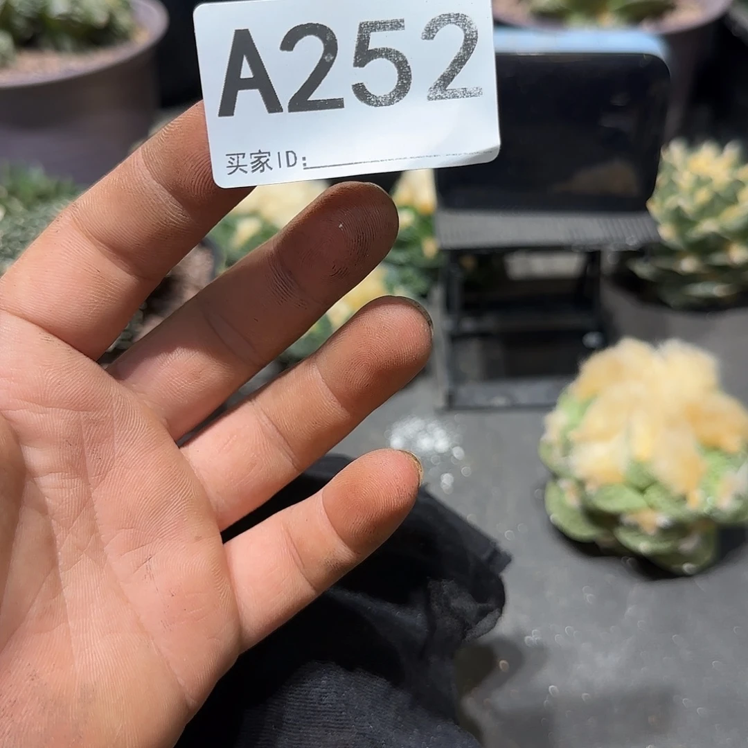 微***语实生仙人球特价一颗
