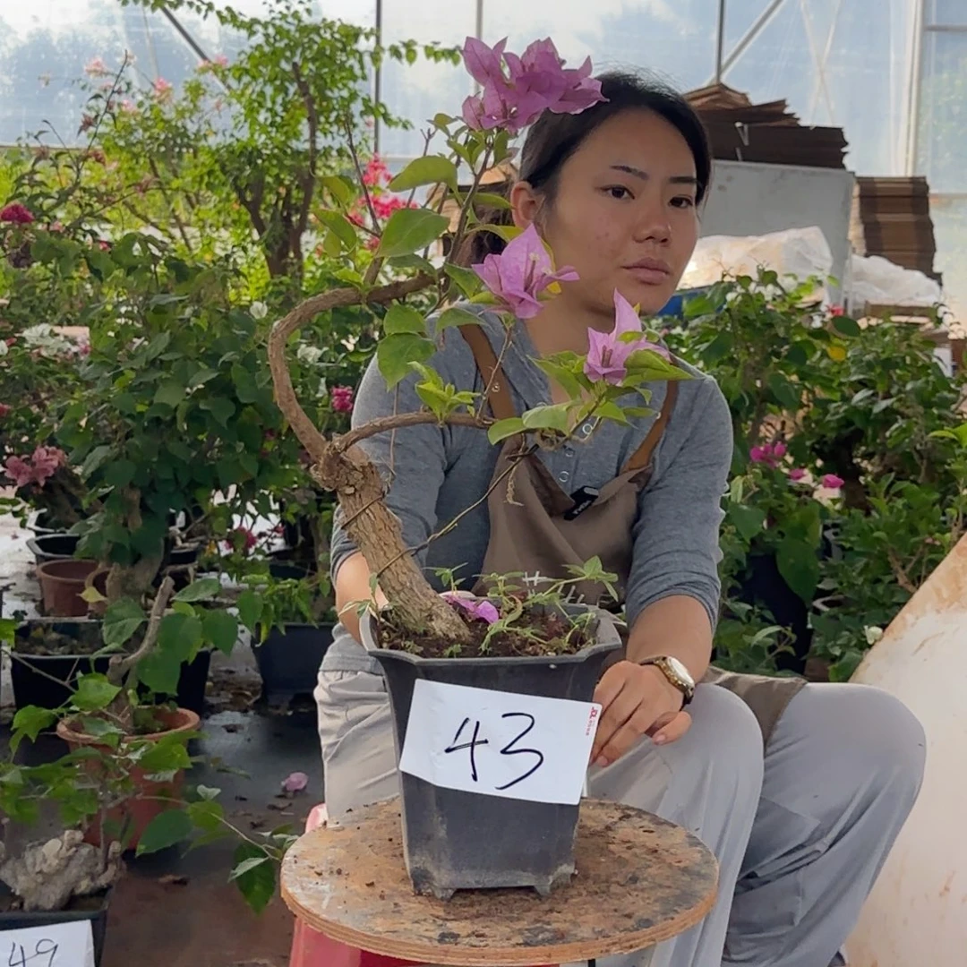 大部分花苞少量开放金夫人 43