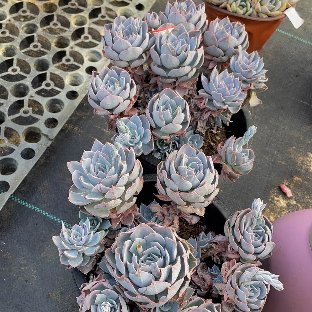 蓝石连多肉植物2颗