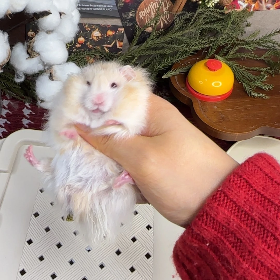 蜜波弟弟11.08ugly