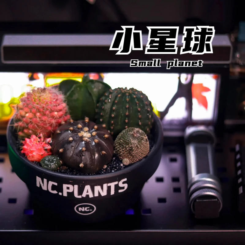 【NC.PLANTS 小星球】7种仙人球组合盆栽 | 成品