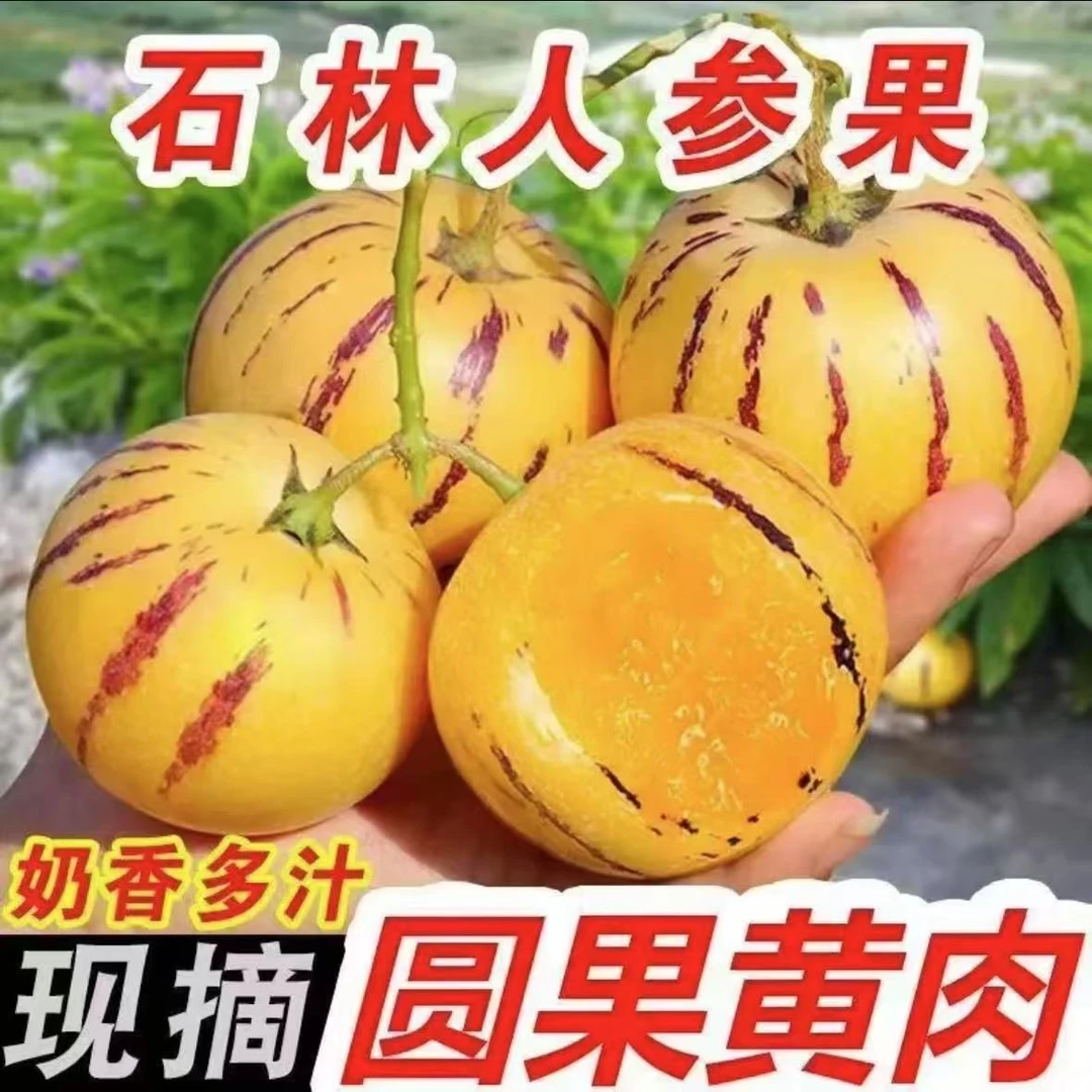 【树上熟】云南石林人参果果黄肉圆果清甜多汁当季水果低糖低脂