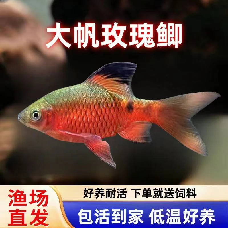 大帆玫瑰鲫冷水鱼原生鱼溪流缸耐低温小型观赏鱼活体养易活新手