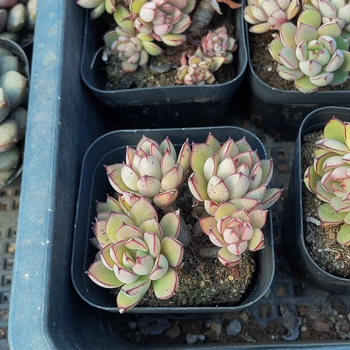 灰姑娘群2.8带盆土