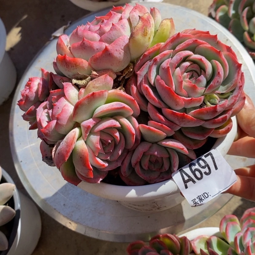 【闪购商品】✨****✨多肉植物