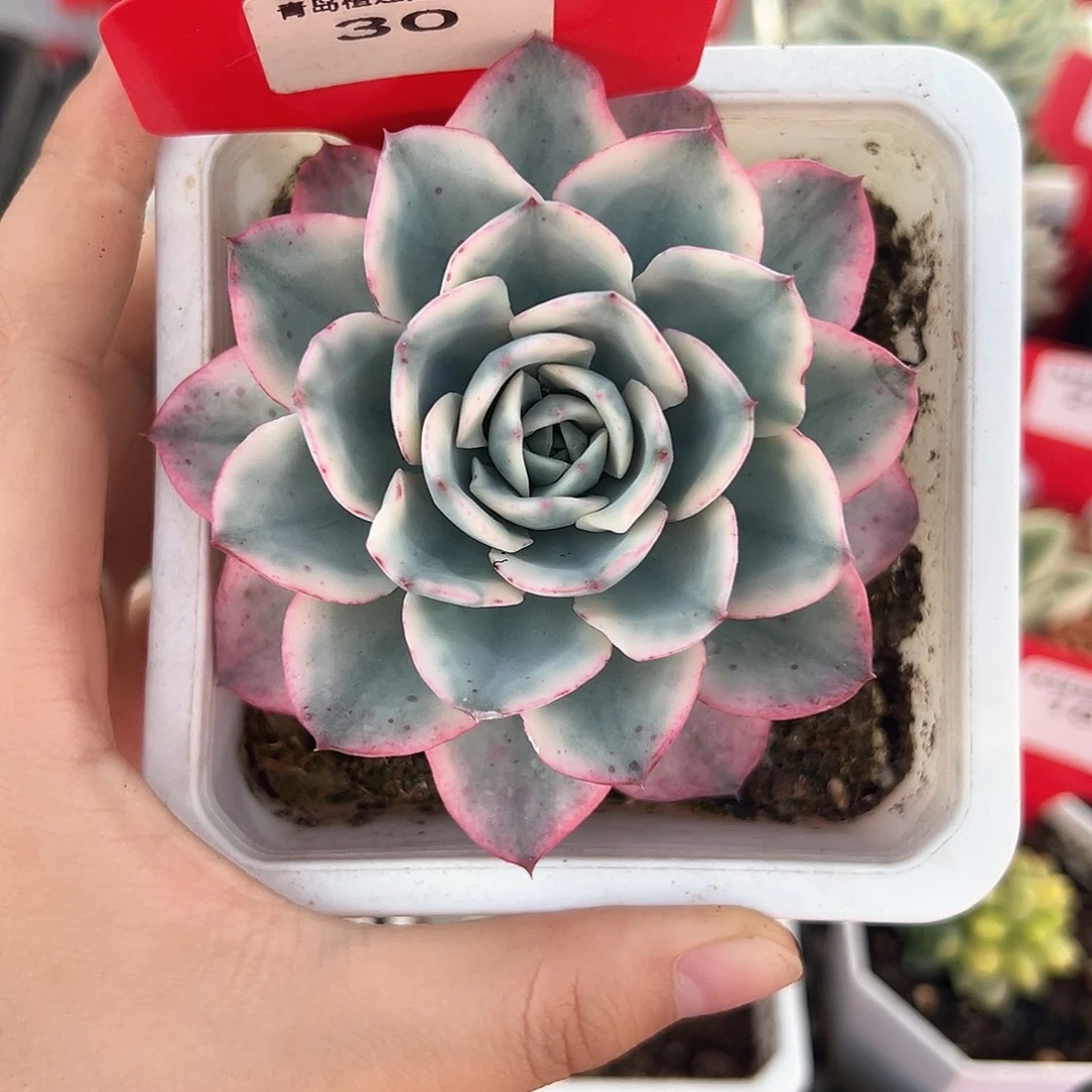 30号奶油黄桃锦多肉植物