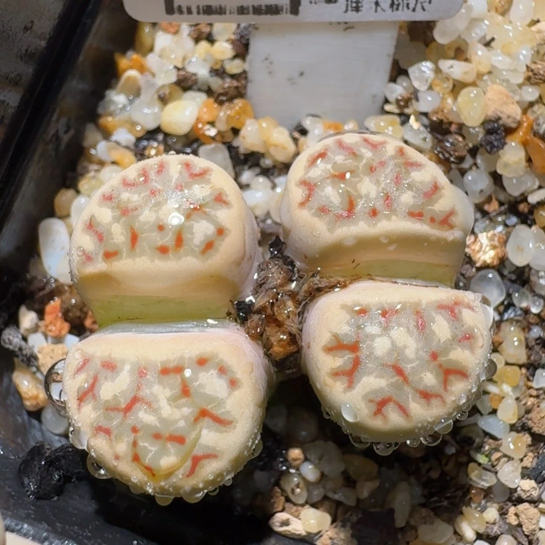 zz生石花肉锥1632