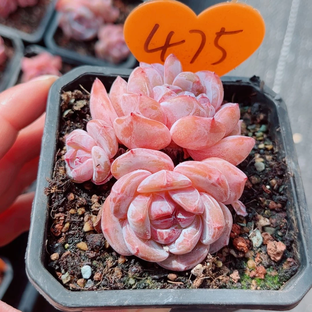 475号小老桩石榴籽星影群