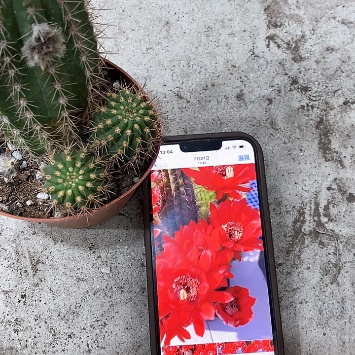 红花毛花，高10公分左右