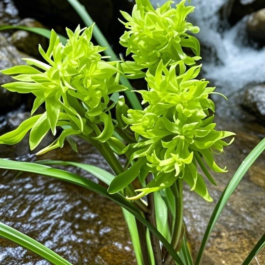春兰金边雪山天草浓香兰花素心花开富贵清香型国兰苗壮易上花苞