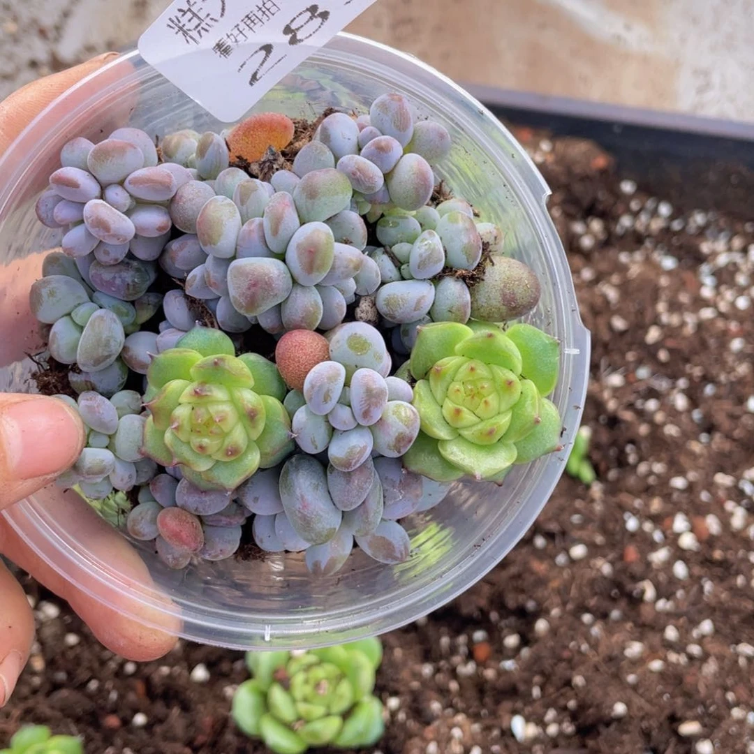 糕大上多肉植物289