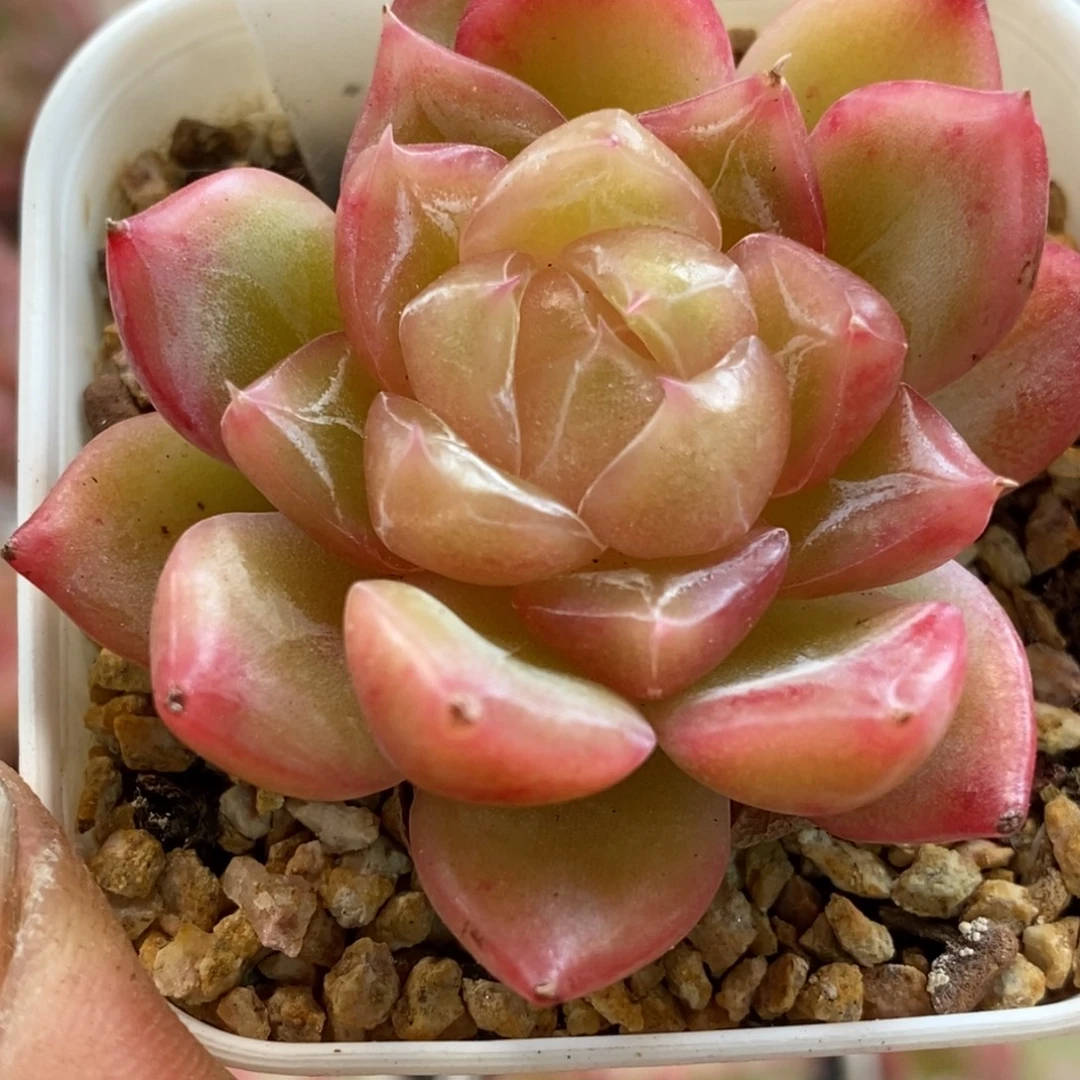 天官赐福百无禁忌